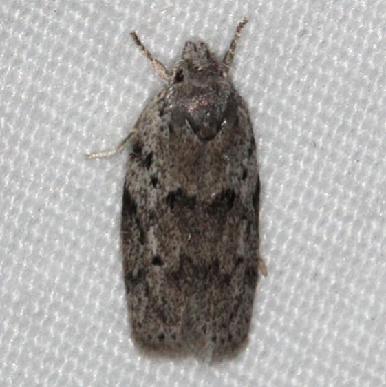 1019 Dotted Anteotricha Moth Collier-Seminole St Pk 3-3-15