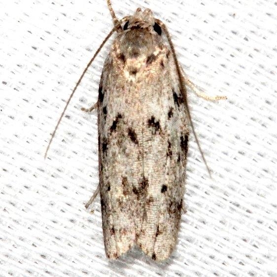 1019 Dotted Anteotricha Moth Collier Seminole St Pk 2-25-14