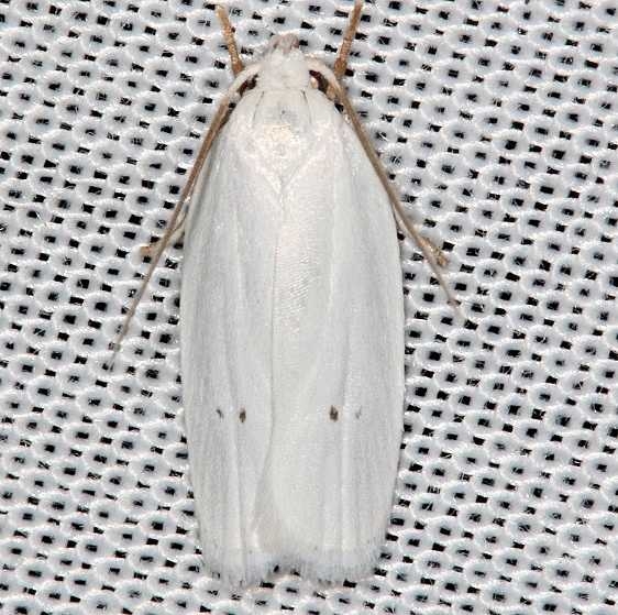 1024 Vestal Moth Antaeotricha vestalis Collier Seminole St Pk 2-25-14