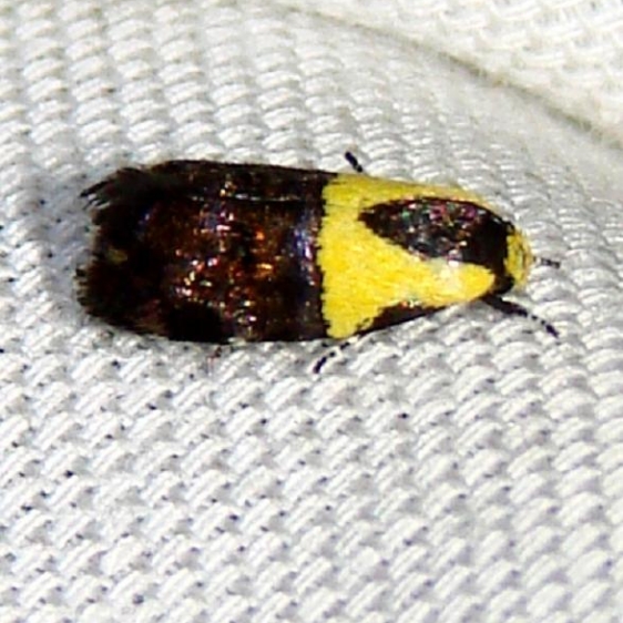 1026 Yellow-vested Moth Payne's Prairie St Pk 3-22-12