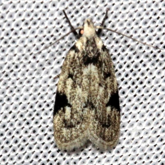 1034 Black-marked Inga Moth Kissimmee Prairie St Pk 3-11-13