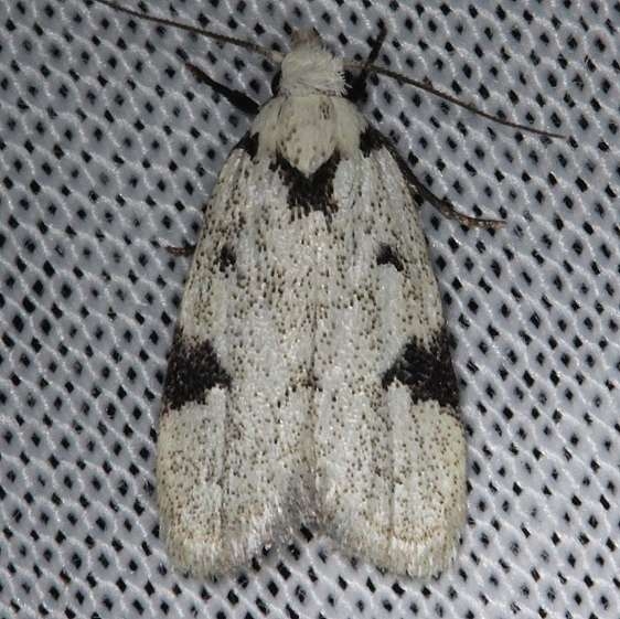 1034 Black-marked Inga Moth Kissimmee Prairie St Pk 2-17-14