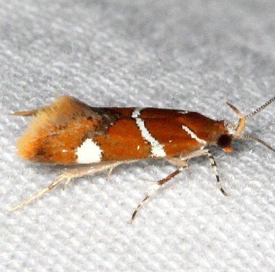 1047.1 Suzuki's Promalactis Moth Desoto State Park Alabama 9-8-18 (33)_opt