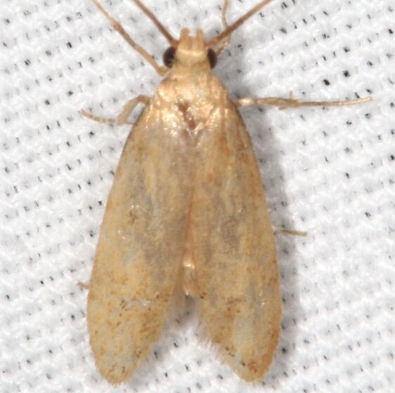 1062 Unidentified Carolana Moth tentative-Warriors Path State Park Tenn 9-8-20
