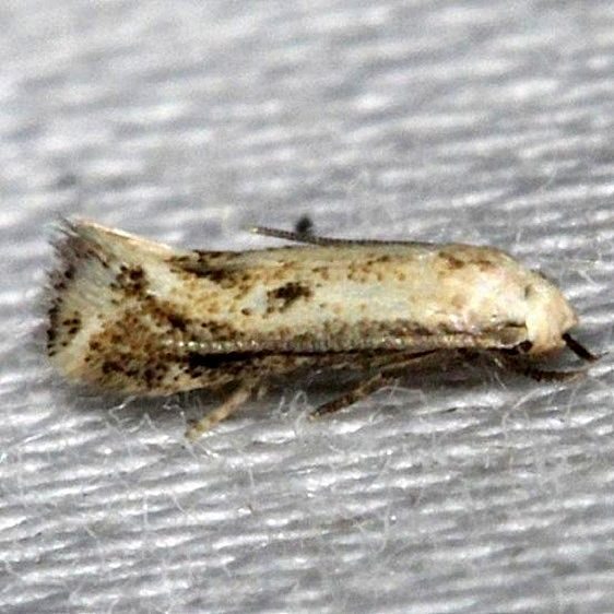 1128.1 Elachista eleochariella Moth-yard-7-21-13-7