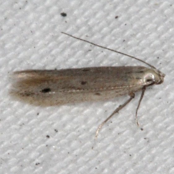 1132.97 BG Unidentified Elachista Moth Johathon Dickinson St Pk Fl 3-8-17 (37)_opt