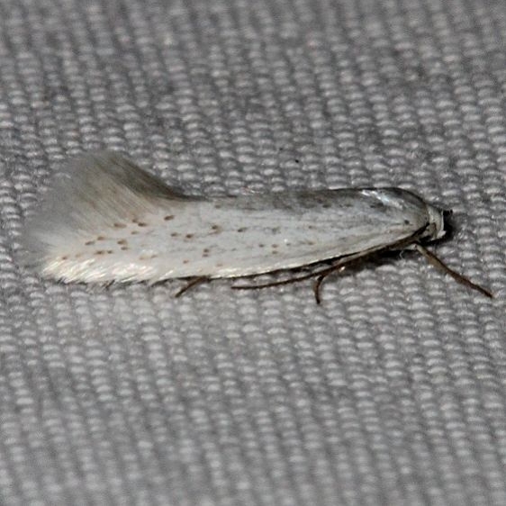 1132.97 Unidentified Elachista Moth BG Mesa Verde Colorado 6-12-17 (7)_opt