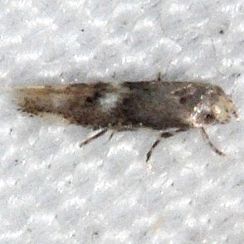 1132.97 Unidentified Elachista Moth BG no response Collier-Seminole St Pk 3-6-15 (158)_opt