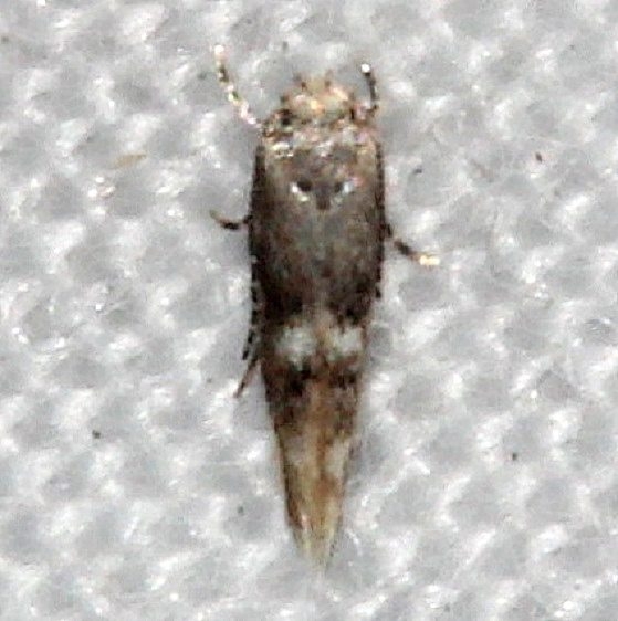 1132.97 Unidentified Elachista Moth BG no response Collier-Seminole St Pk 3-6-15 (162)_opt