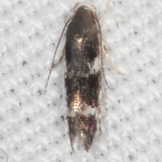 1132.97 Unidentified Elachista Moth Burr Oak Cove Wayne Natl Forest Oh 8-5-18 (58)_opt