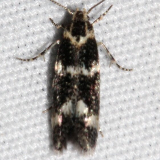 1132.97-Unidentified-Elachista-Moth-Colorado-Natl-Monument-Co-6-16-17-2
