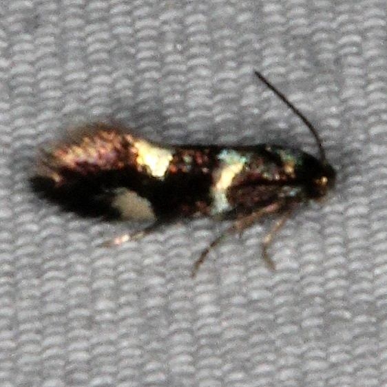 1132.97 Unidentified Elachista Moth Copperhead Firetower Shawnee St Forest 6-13-15
