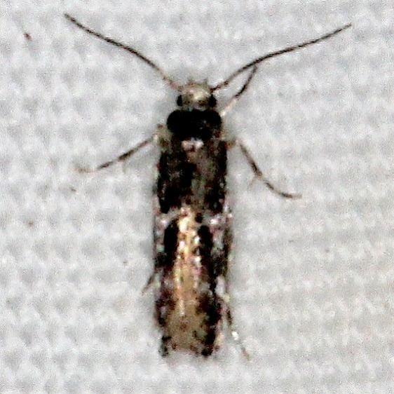 1132.97 Unidentified Elachista Moth Jonathan Dickinson St Pk Fl 3-7-17