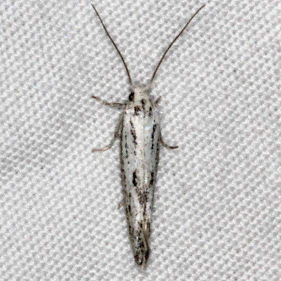 1132.97 Unidentified Elachista Moth Pine Lake campground Dixie Natl Forest Utah 6-2-17 (18)_opt