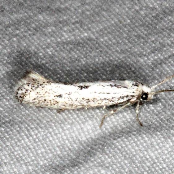 1132.97 Unidentified Elachista Moth Pine Lake campground Dixie Natl Forest Utah 6-2-17 (19)_opt