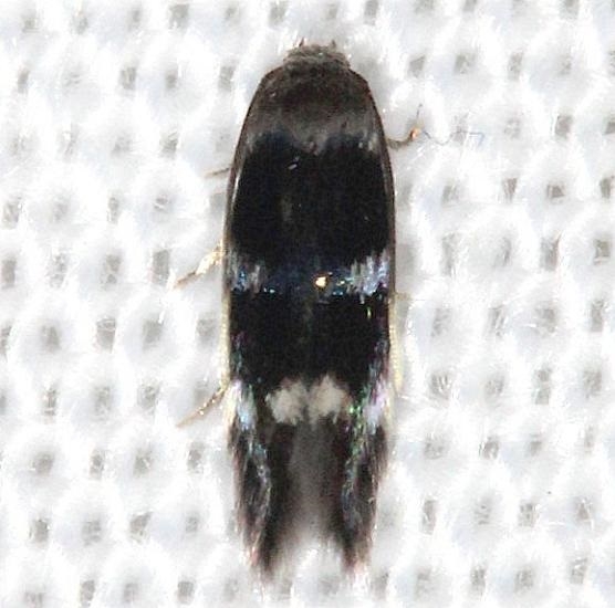 1132.97 Unidentified Elachista Moth yard 6-13-13