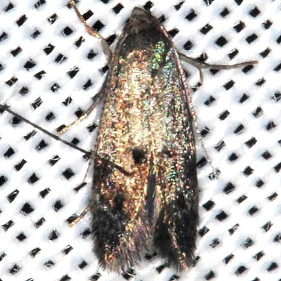 1132.97 Unidentified Elechista Moth  Lake of the Woods BG Ontario 7-25-16 (9)_opt