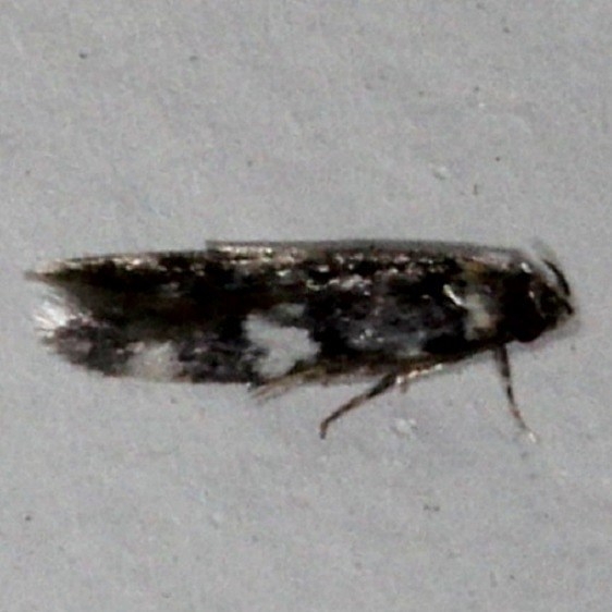 1134 Oegoconia quadripuncta Moth Cherry Tree Inn Victoria BC 8-15-14