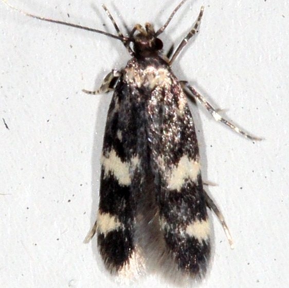 1134 Oegoconia quadripuncta Moth Cherry Tree Inn Victoria BC 8-16-14