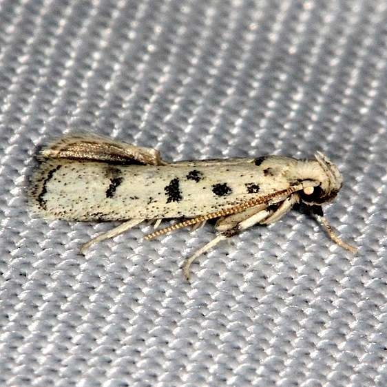 1139 Five-spotted Glyphidocera Moth Collier Seminole St Pk 2-25-14