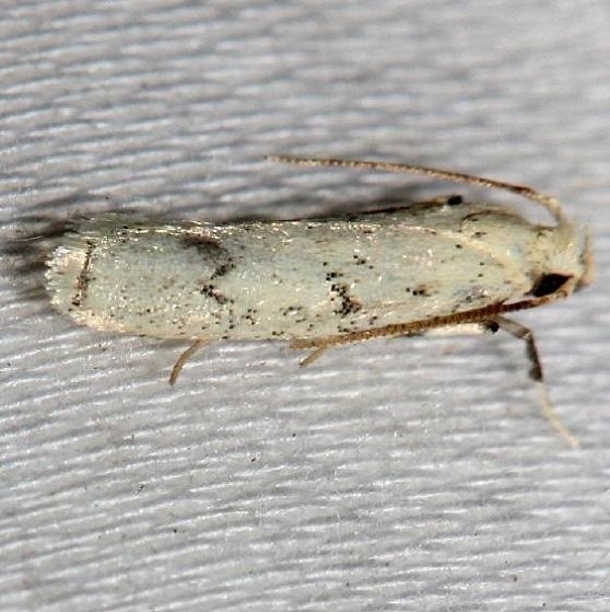 1139 Five-spotted Glyphidocera Moth Lake Kissimmee St Pk Fl 2-27-13