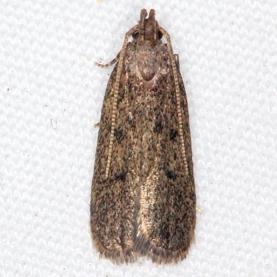 1143.97 BG Unidentified Glyphidocera Moth Favre Dykes State Park Fl 2-17-17 (1)_opt