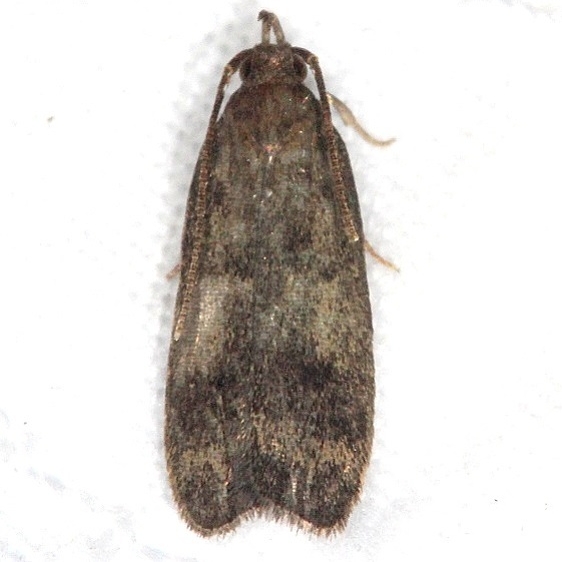 1143.97 Unidentified Glyphidocera Moth Favre Dykes St Pk Fl 2-20-17_opt