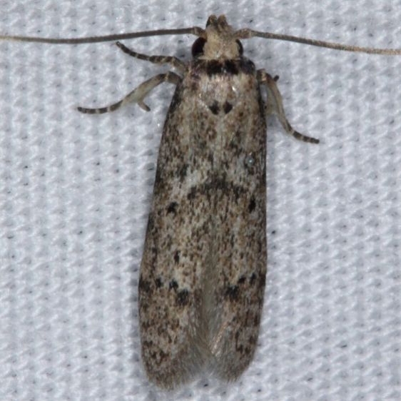 1154.97 Unidentified Blastobasis Moth Faver-Dykes St Pk Fl 2-24-15