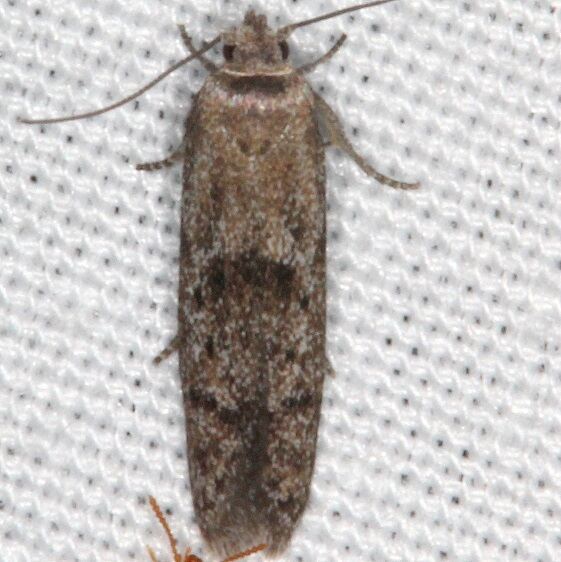 1154.97 Unidentified Blastobasis Moth Paynes Prairie St Pk Fl 3-15-21