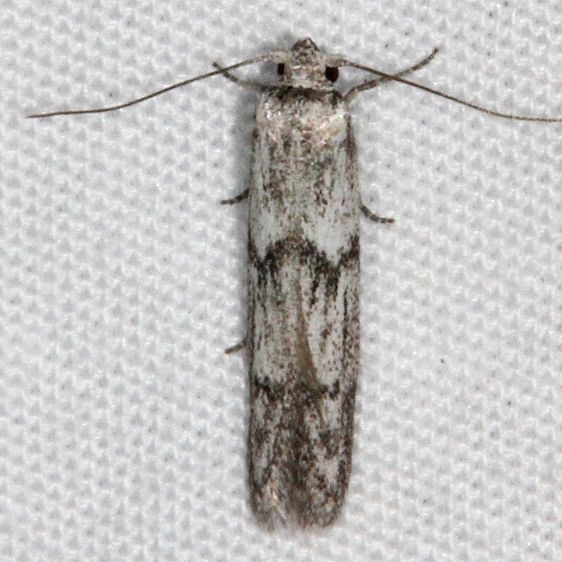 1156.97 Unidentified BG Hypatopa Moth Fool Hollow Lake St Pk Ariiz 5-23-17 (35)_opt