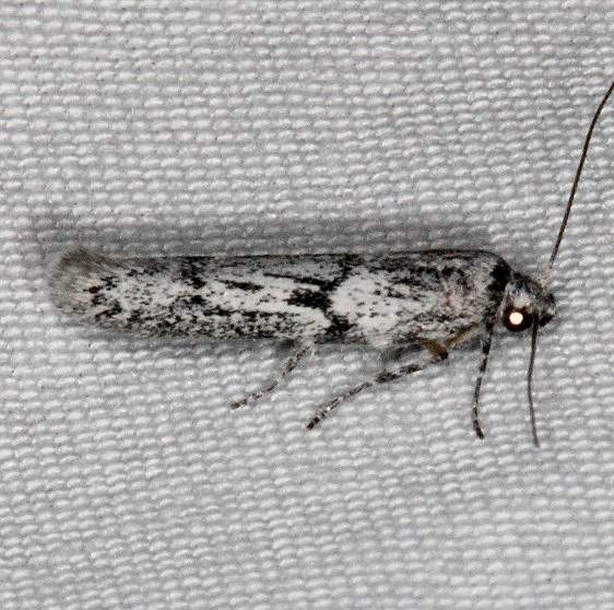 1156.97 Unidentified BG Hypatopa Moth Fool Hollow Lake St Pk Ariiz 5-23-17 (36)_opt