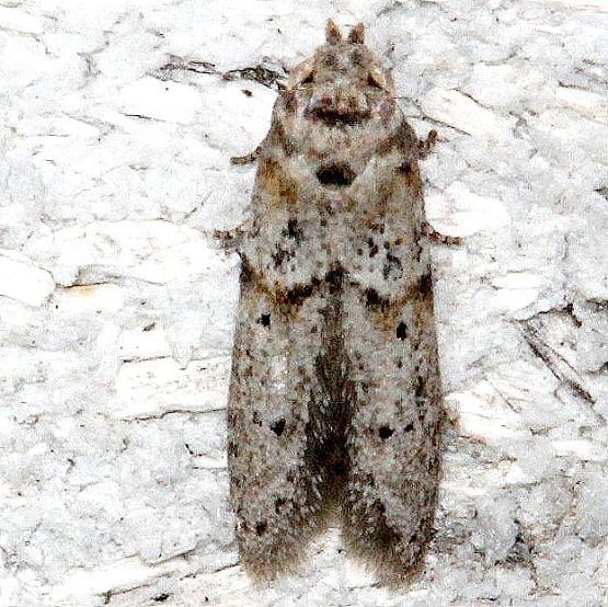 1162 Acorn Moth Mahogany Hammock Everglades Natl Pk 3-10-13