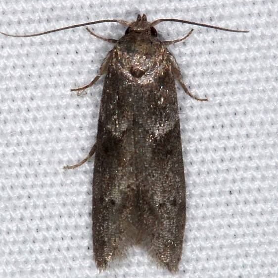 1162 Acorn Moth Moth yard 8-24-14