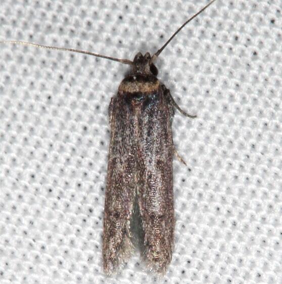 1171.97 Unidentified Asaphocrita Moth Kissimmee Prairie St Pk Fl 2-26-21
