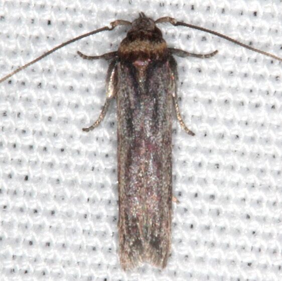 1171.97 Unidentified Asaphocrita Moth male BG Hopkins Prairie Fl 3-12-21