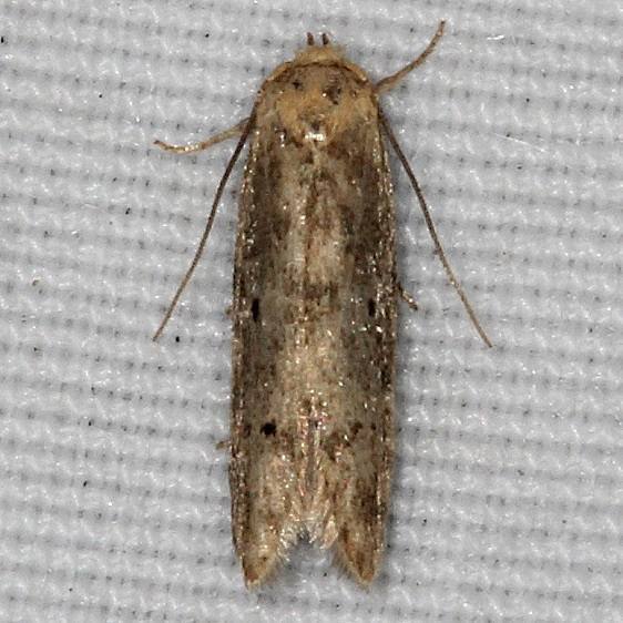 1225.97 Unidentifeid Holcocera Moth BG Desoto State Park Alabama 9-9-18