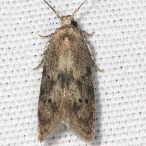 1225.97 Unidentified Holcocera-BG-bump-on-back-near-wing-attaching-are-Shawnee St Pk cabin12  5-17-22