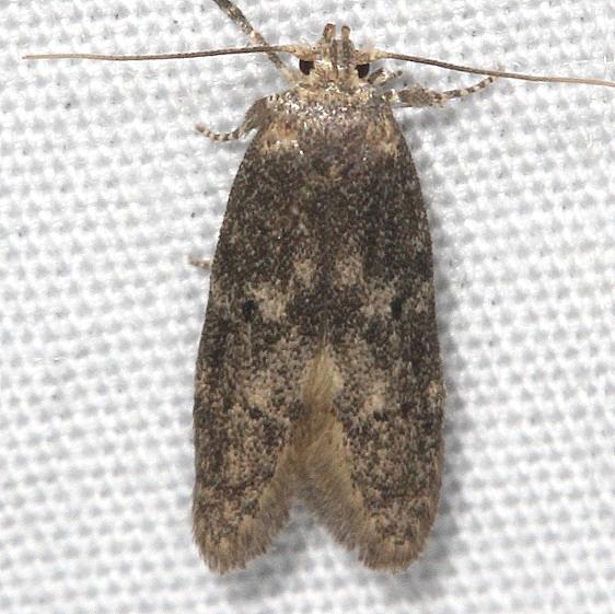 1225.97 Unidentified Holcocera Moth BG yard 5-25-18