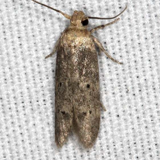 1225.97 Unidentified Holcocera Moth BG yard 7-25-19