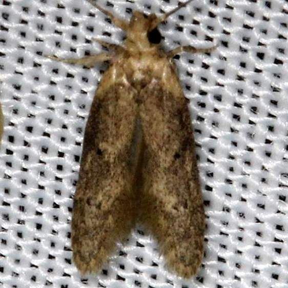1225.97 Unidentified Holcocera Moth NABA Gardens Texas 11-3-13