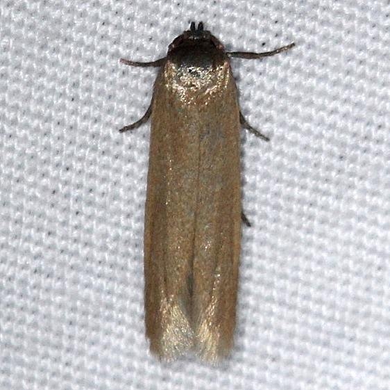 1225.97 Unidentified Holcocera Moth Thunder Lake UP Mich 6-21-14