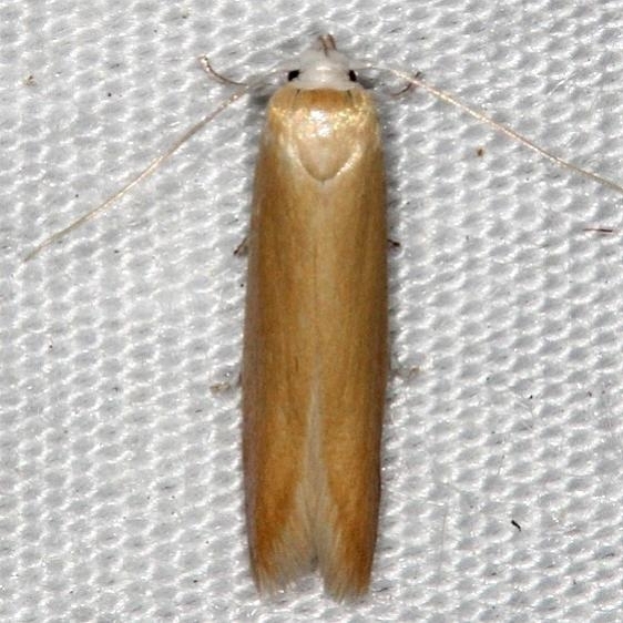 1225.97 Unidentified Holcocera Moth Unknown BG Lake Kissimmee St Pk 3-11-14