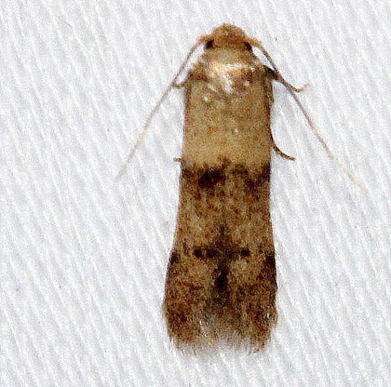 1238.97 Unidentified Pigritia Moth Kissimmee Prairie St Pk 3-16-13