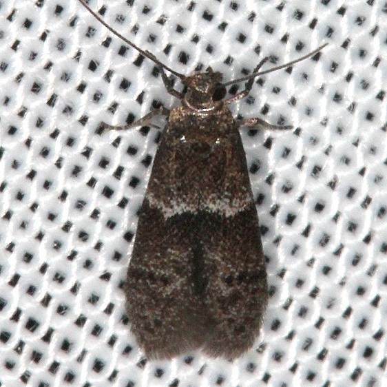 1238.97 Unidentified Pigritia-Moth-BG-Rodman Campground Fl 3-20-14