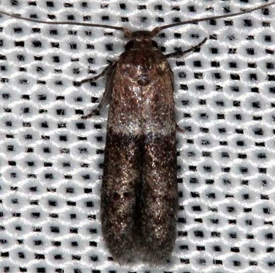 1238.97 Unidentified Pigritia Moth Collier Seminole St Pk 2-25-14