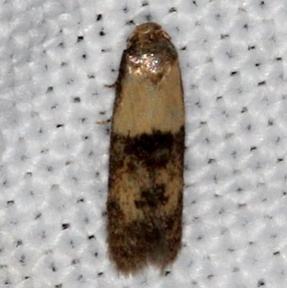 1238.97 Unidentified Pigritia Moth Copperhead firetower Shawnee St Pk 8-6-16 (44a)_opt