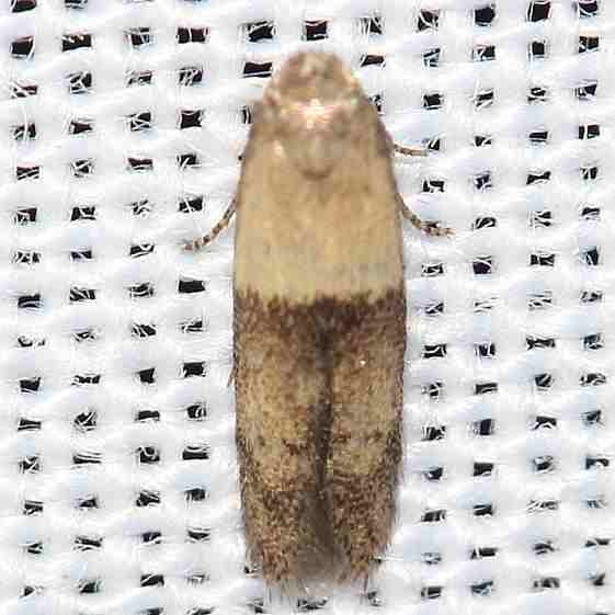 1238.97 Unidentified Pigritia Moth Leslie Angel's house Tenn 8-24-12