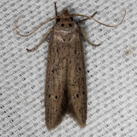 1253.98 Unidentified Blastobasid Moth Lucky Hammock Everglades 2-22-14