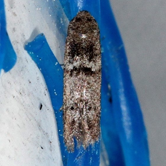 1253.98 Unidentified Blastobasid Moth Hidden Lake Everglades 2-18-14