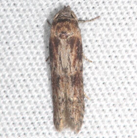 1253.98 Unidentified Blastobasid Moth Collier-Seminole St Pk Fl 3-5-21